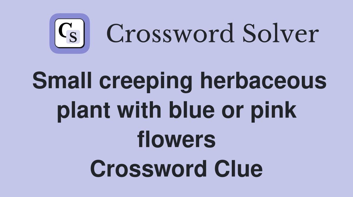 Small creeping herbaceous plant with blue or pink flowers Crossword Clue