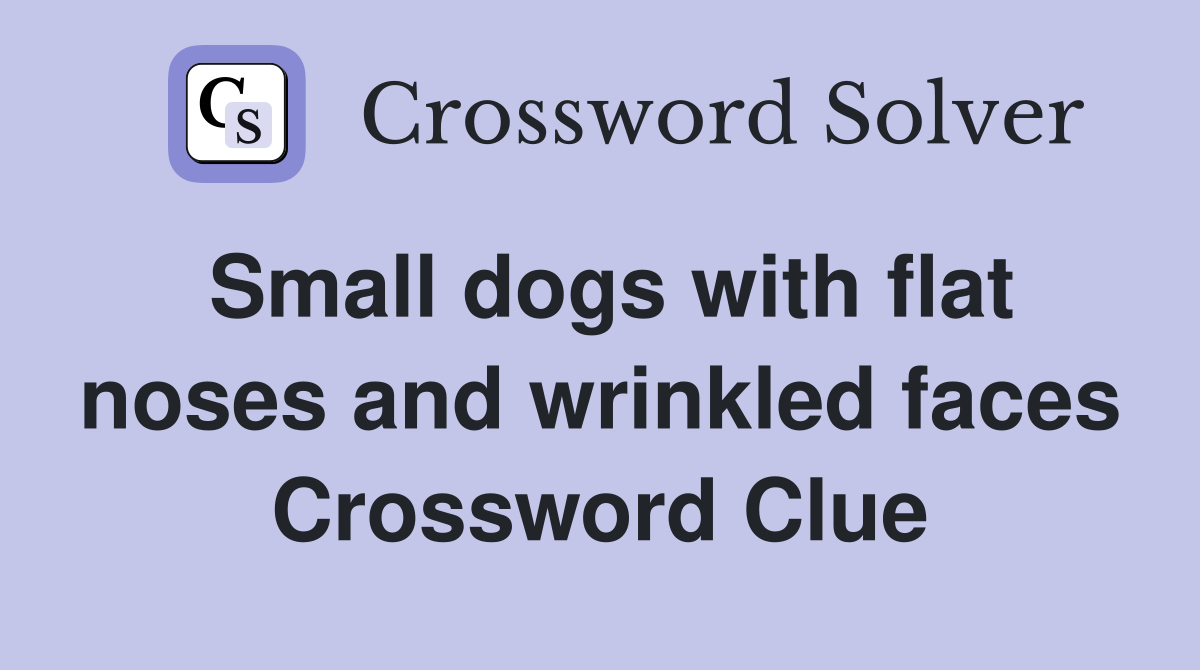 Small dogs with flat noses and wrinkled faces Crossword Clue