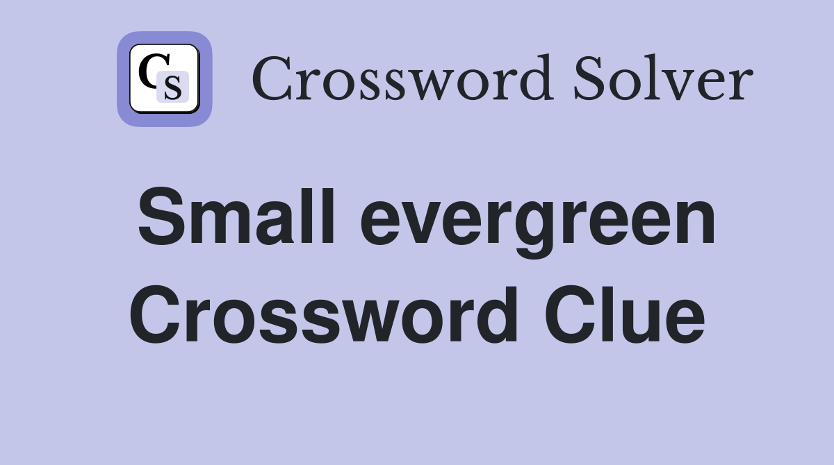 Small evergreen Crossword Clue