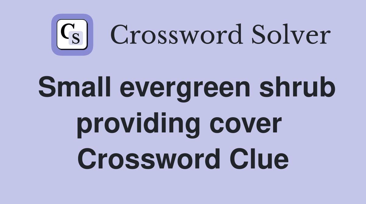 Small evergreen shrub providing cover  Crossword Clue
