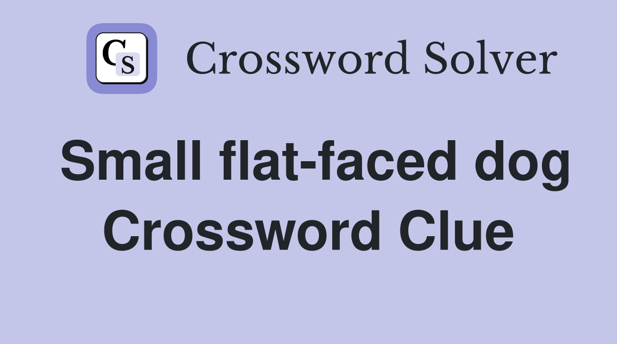 Small flat-faced dog Crossword Clue