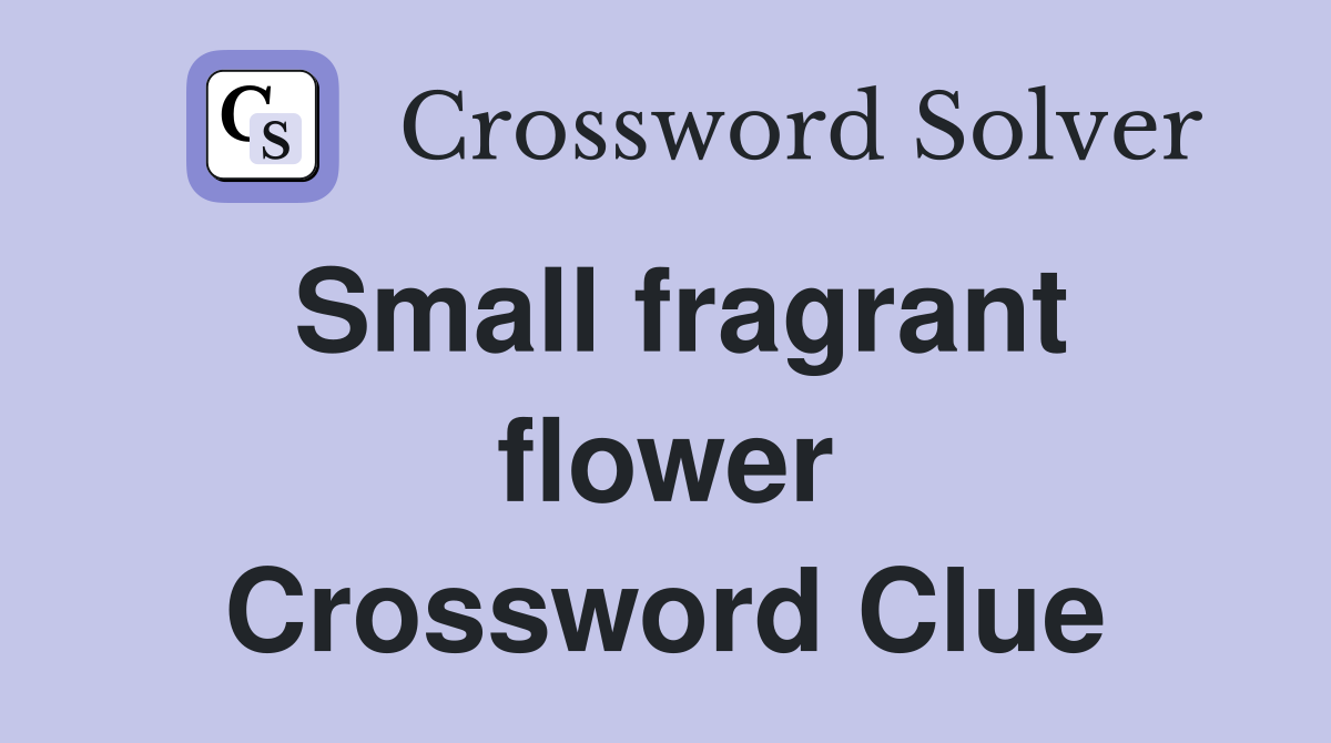 Small fragrant flower Crossword Clue
