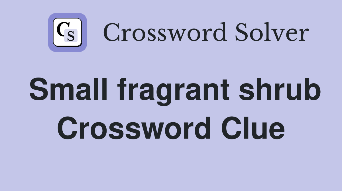 Small fragrant shrub Crossword Clue