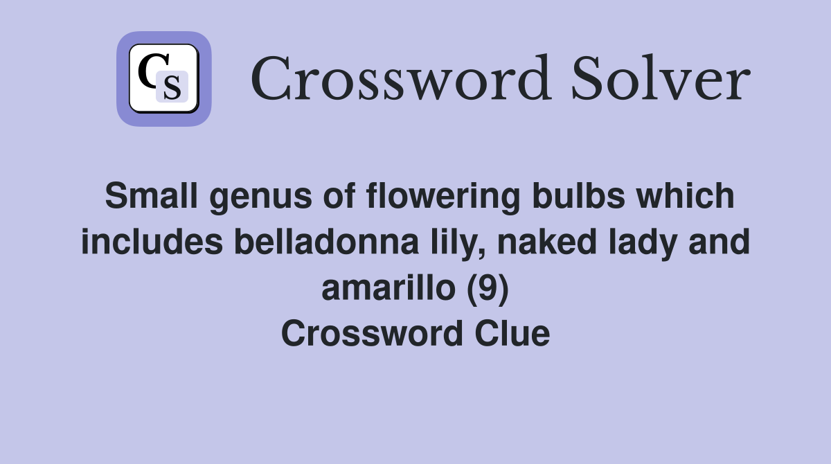 Small genus of flowering bulbs which includes belladonna lily, naked lady and amarillo (9) Crossword Clue