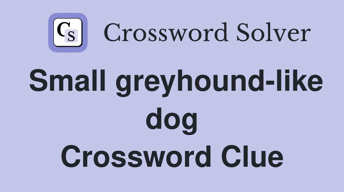 Small greyhound-like dog Crossword Clue