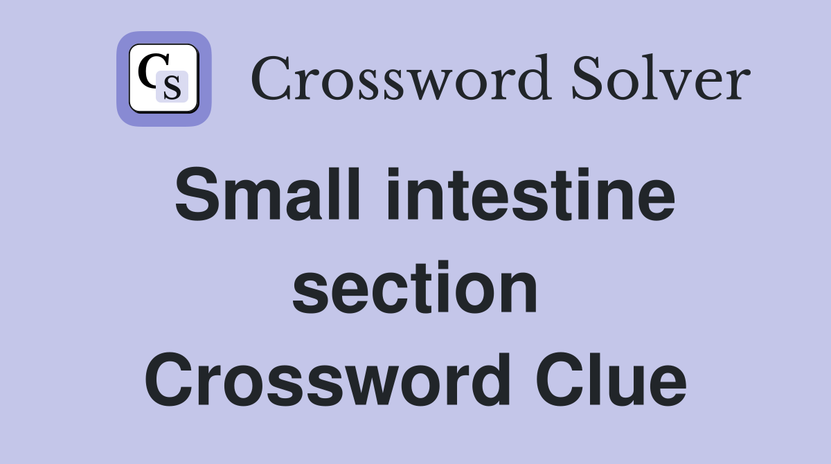 Small intestine section Crossword Clue