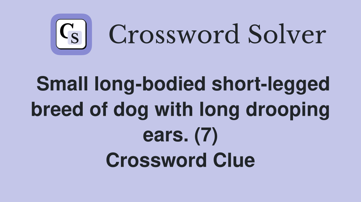 Small long-bodied short-legged breed of dog with long drooping ears. (7) Crossword Clue