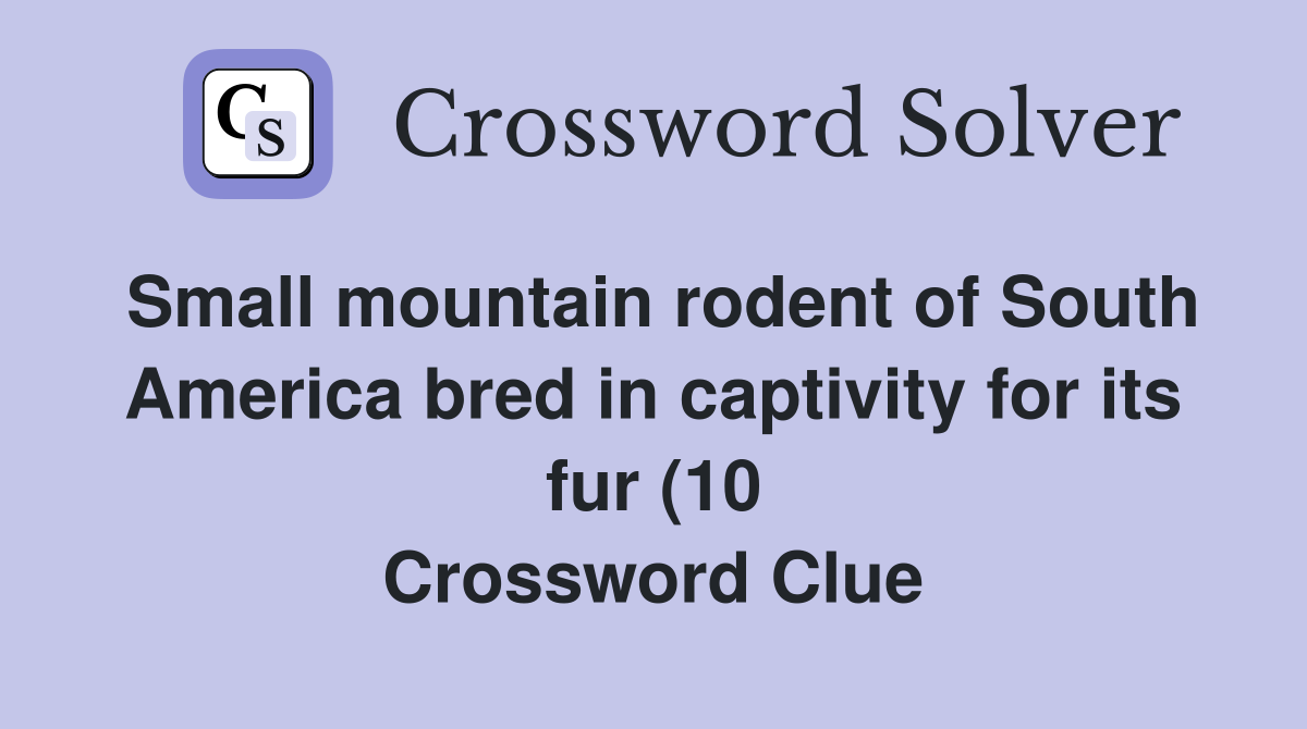 Small mountain rodent of South America bred in captivity for its fur Small mountain rodent of South America bred in captivity for its fur