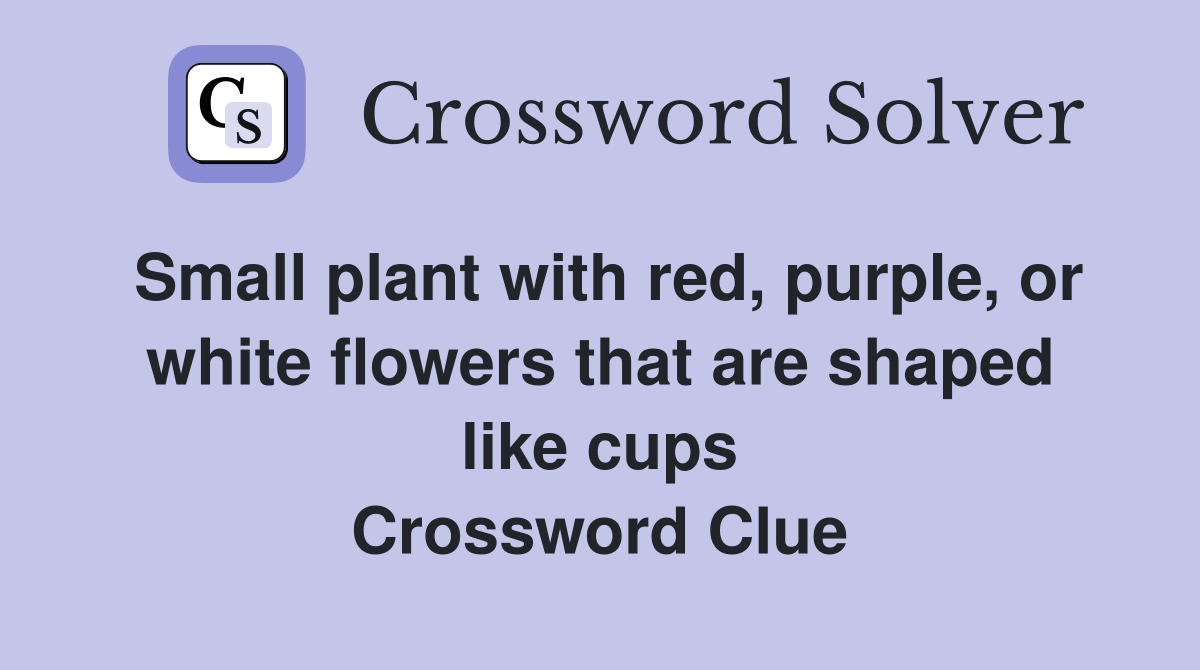 Small plant with red, purple, or white flowers that are shaped like cups Crossword Clue