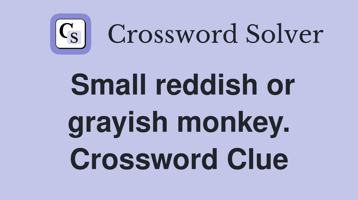 Small reddish or grayish monkey. Crossword Clue