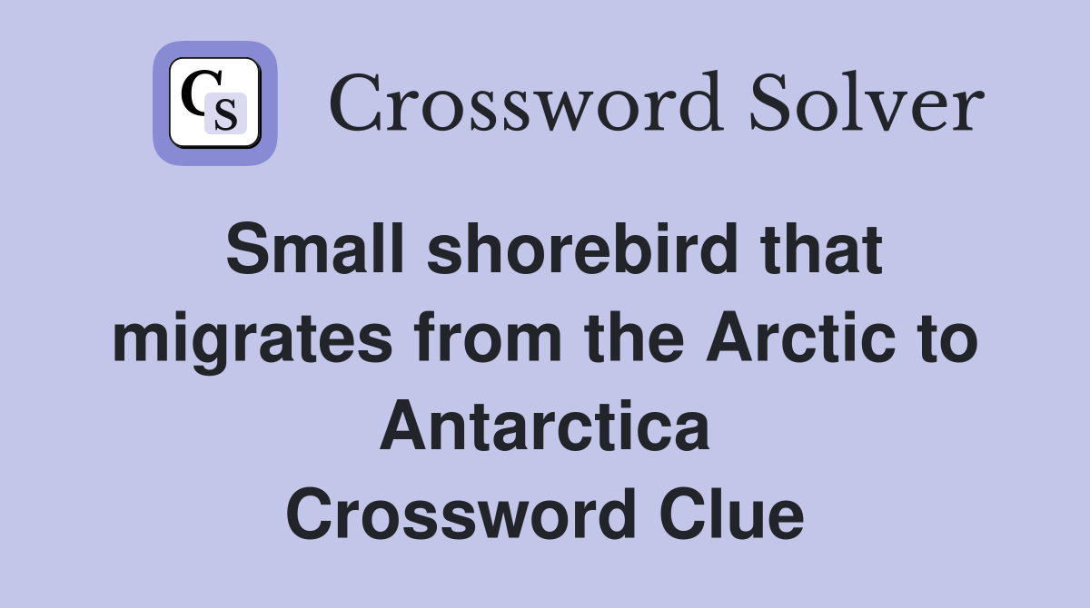 Small shorebird that migrates from the Arctic to Antarctica Crossword Clue