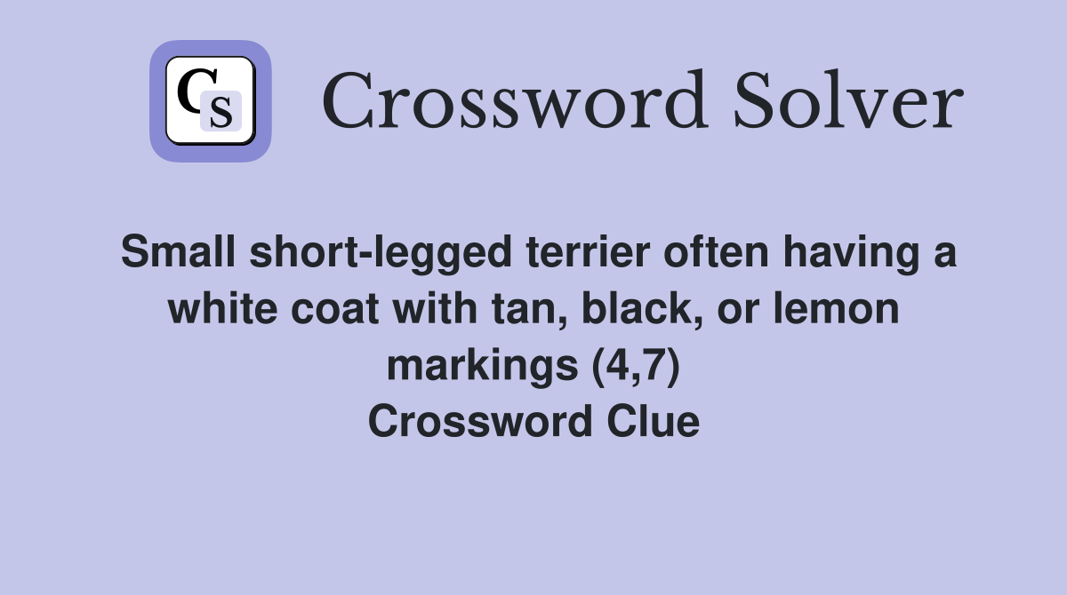 Small short-legged terrier often having a white coat with tan, black, or lemon markings (4,7) Crossword Clue