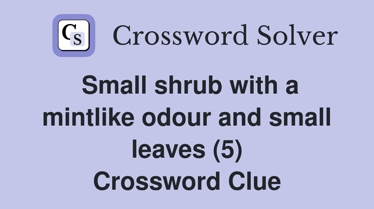 Small shrub with a mintlike odour and small leaves (5) Crossword Clue