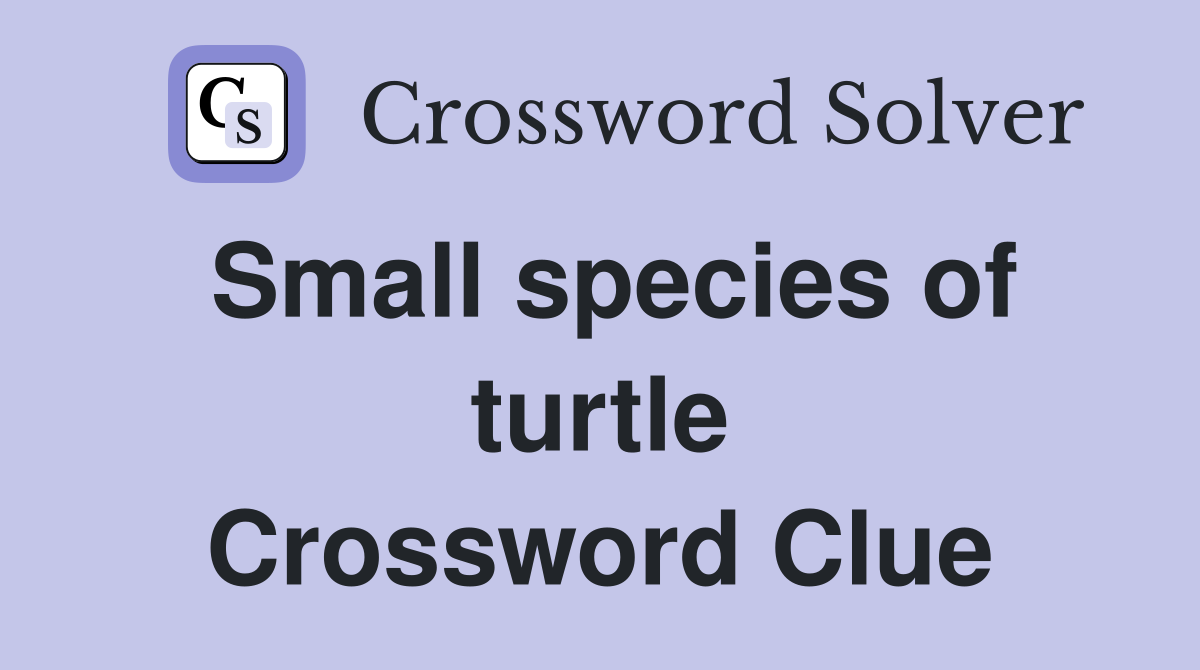 Small species of turtle Crossword Clue