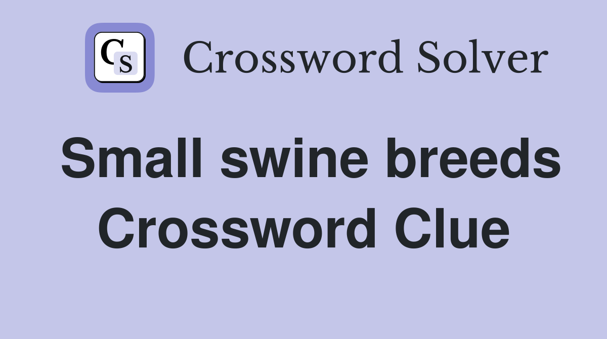 Small swine breeds Crossword Clue