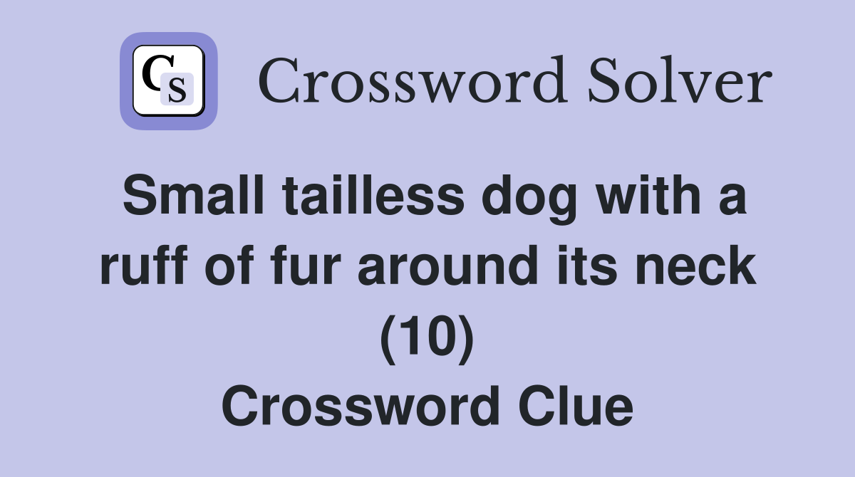 Small tailless dog with a ruff of fur around its neck (10) Crossword Clue