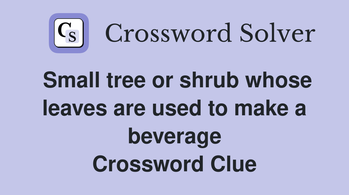 Small tree or shrub whose leaves are used to make a beverage Crossword Clue