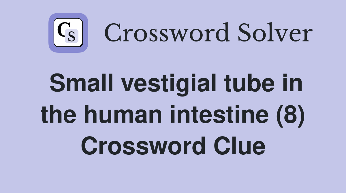 Small vestigial tube in the human intestine (8) Crossword Clue