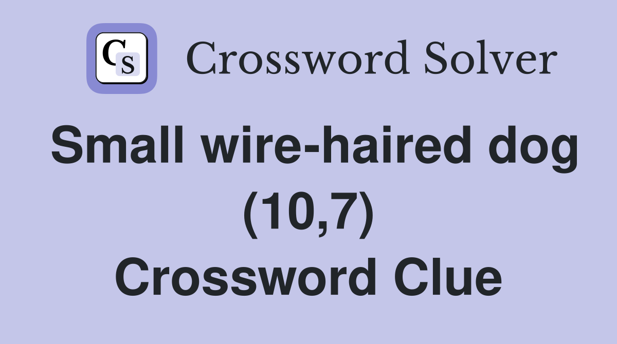 Small wire-haired dog (10,7) Crossword Clue