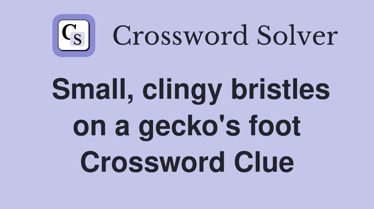 Small, clingy bristles on a gecko's foot Crossword Clue