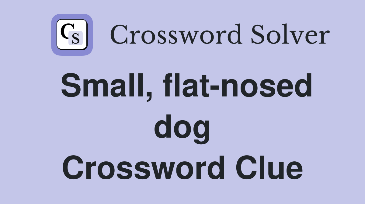 Small, flat-nosed dog Crossword Clue