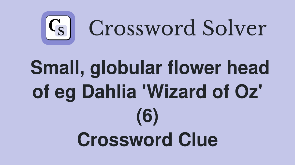 Small, globular flower head of eg Dahlia 'Wizard of Oz' (6) Crossword Clue