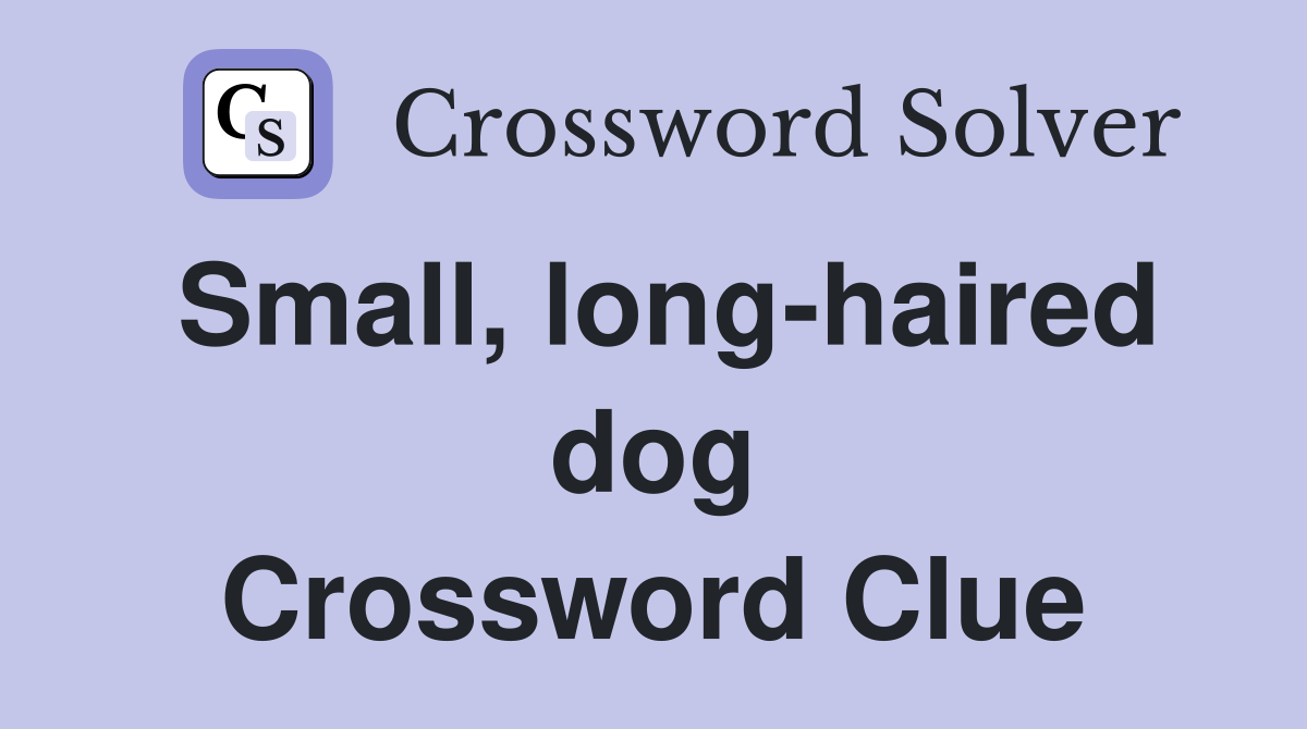 Small, long-haired dog Crossword Clue