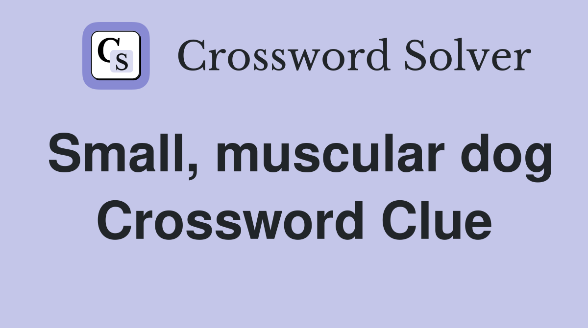 Small, muscular dog Crossword Clue