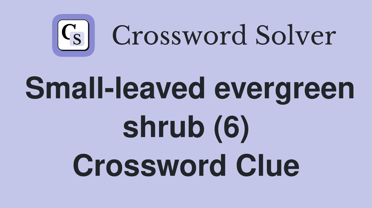 Small-leaved evergreen shrub (6) Crossword Clue