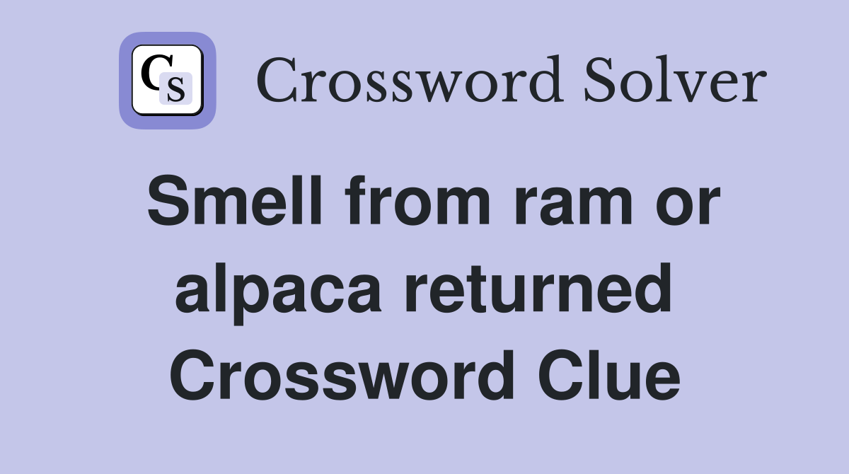 Smell from ram or alpaca returned Crossword Clue