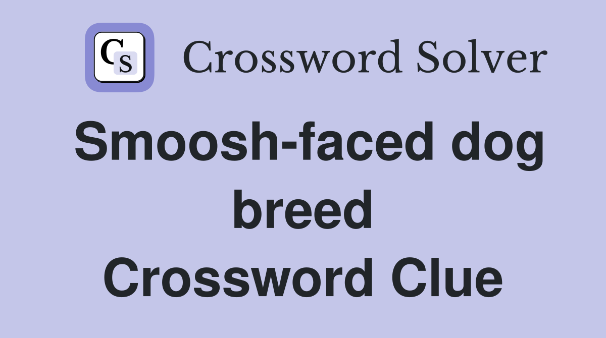 Smoosh-faced dog breed Crossword Clue