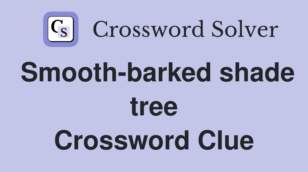 Smooth-barked shade tree Crossword Clue