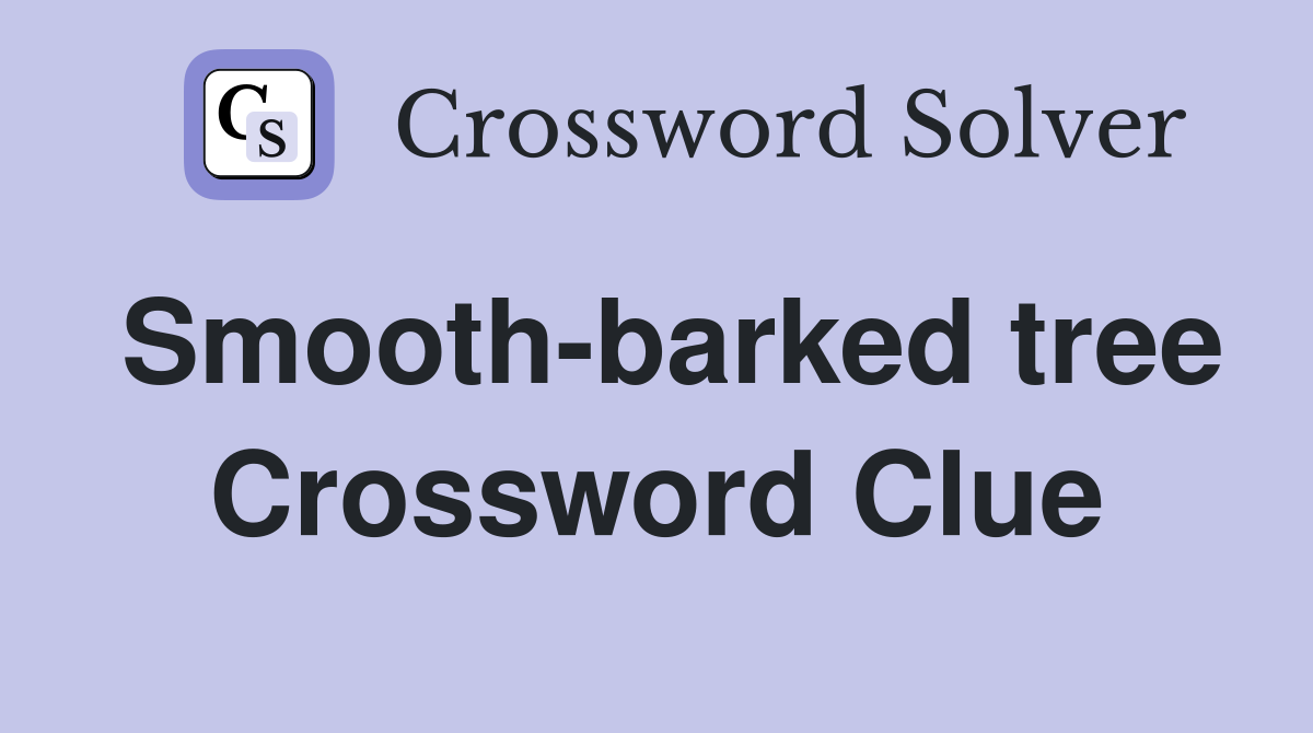 Smooth-barked tree Crossword Clue