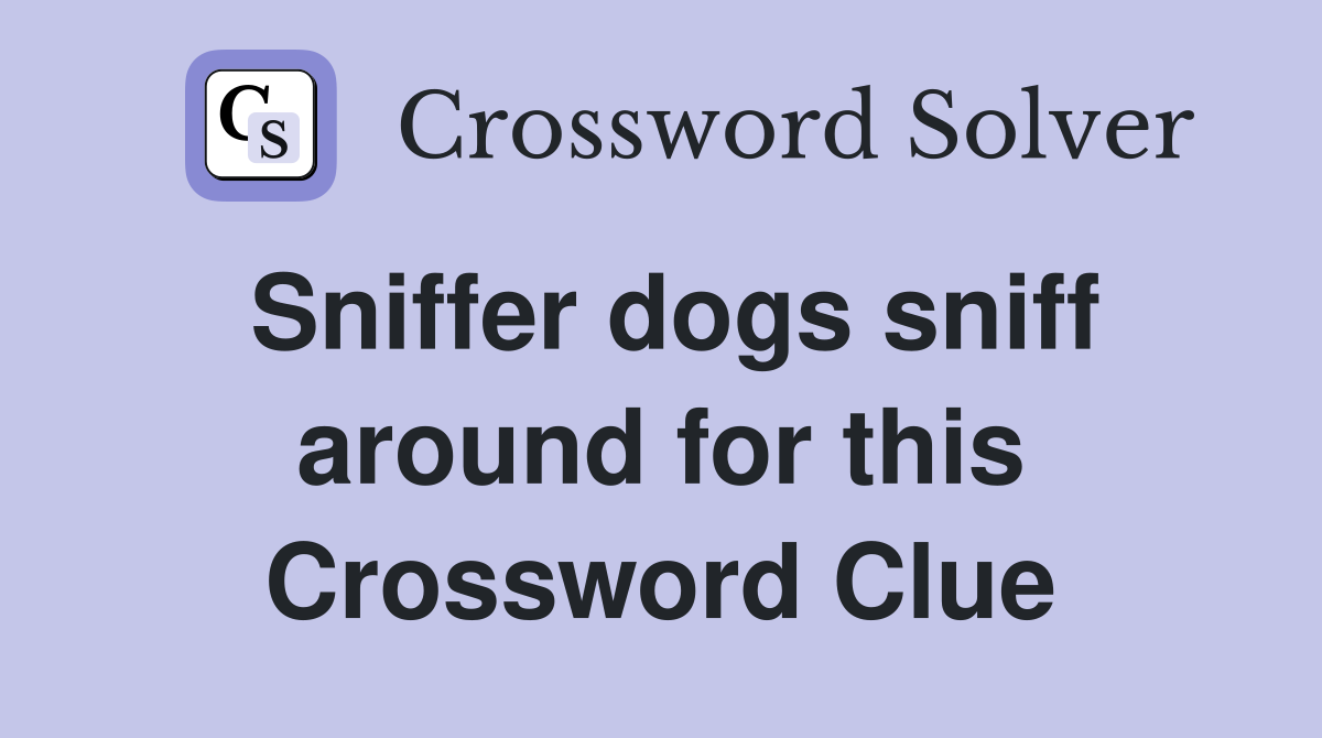 Sniffer dogs sniff around for this Crossword Clue