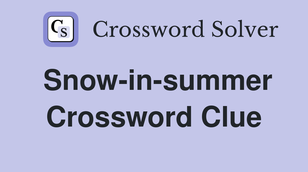 Snow-in-summer Crossword Clue