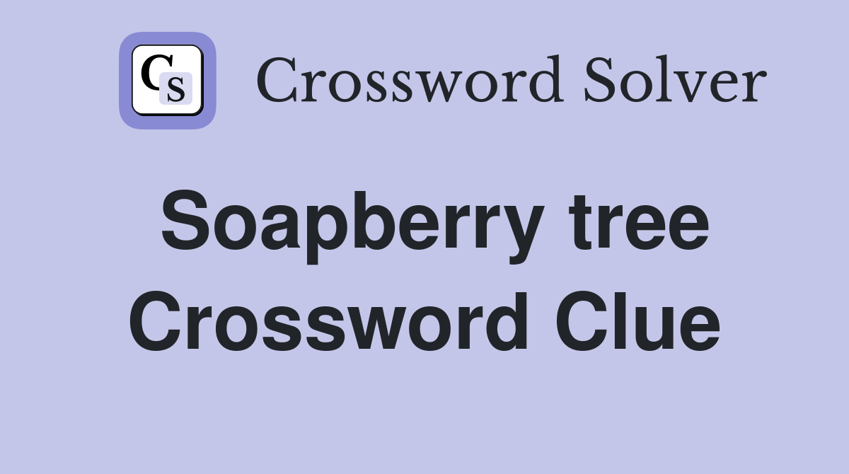 Soapberry tree Crossword Clue