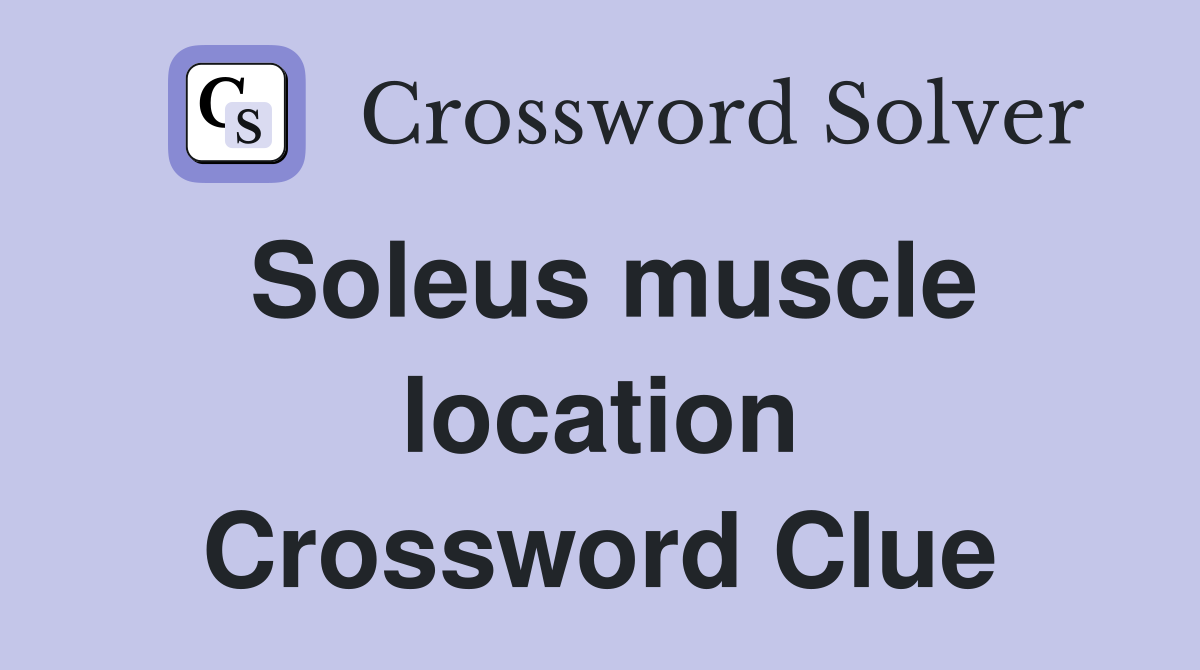 Soleus muscle location Crossword Clue