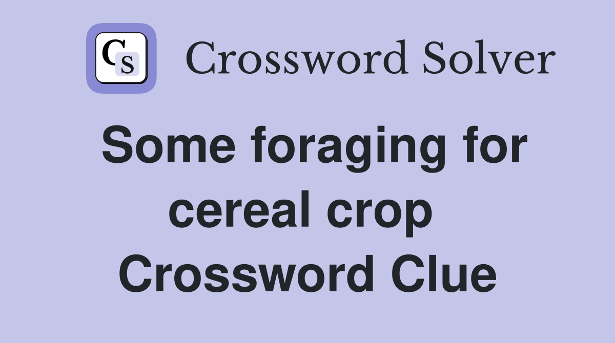 Some foraging for cereal crop  Crossword Clue