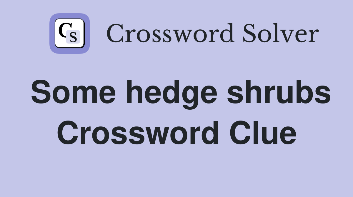 Some hedge shrubs Crossword Clue