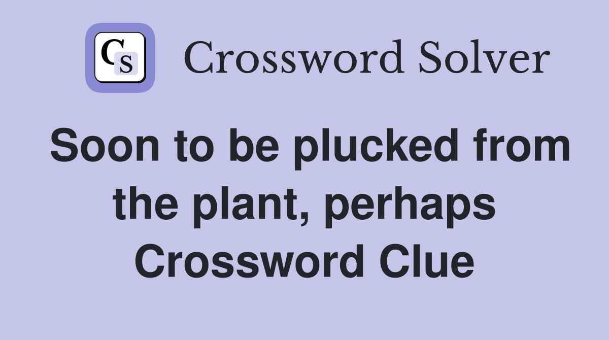 Soon to be plucked from the plant, perhaps Crossword Clue