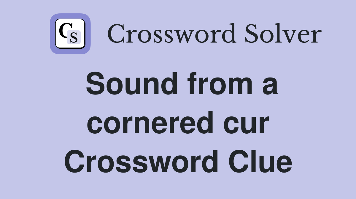 Sound from a cornered cur Crossword Clue