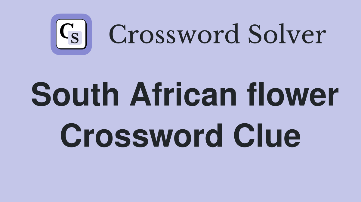South African flower Crossword Clue