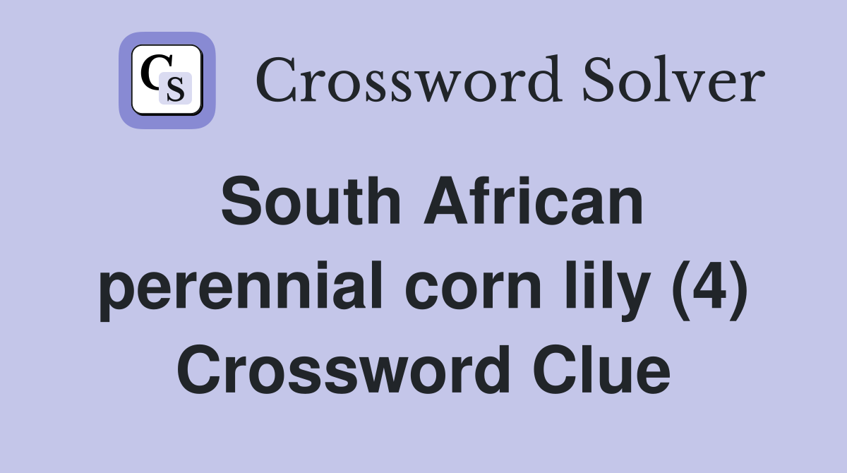 South African perennial corn lily (4) Crossword Clue