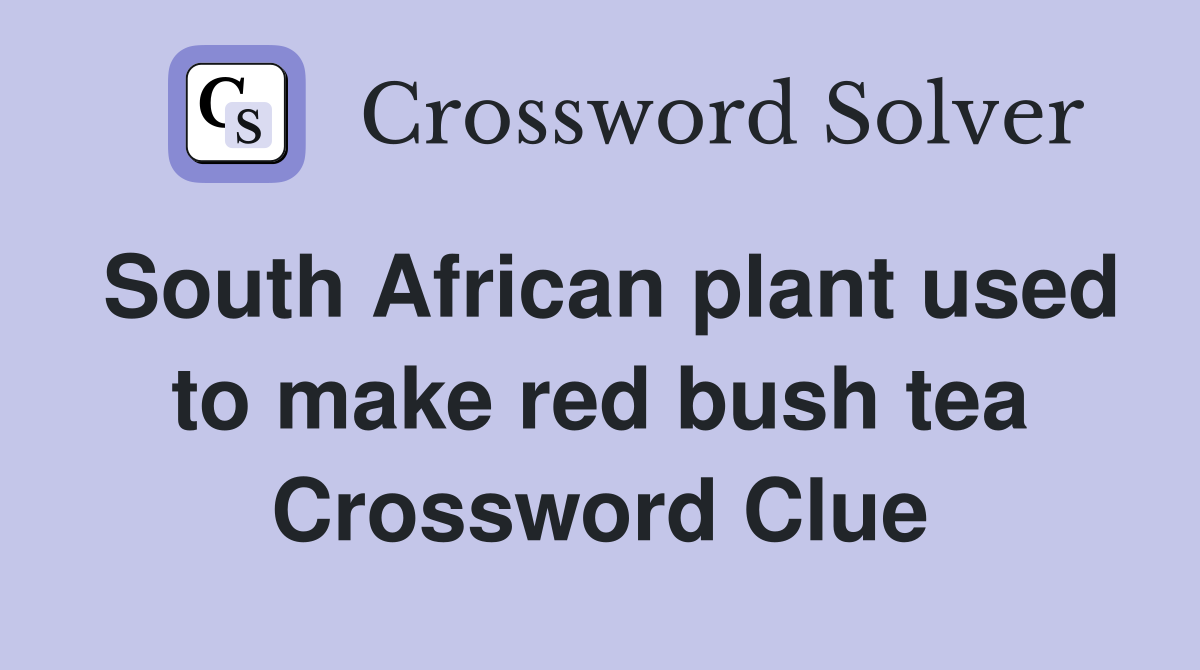 South African plant used to make red bush tea Crossword Clue