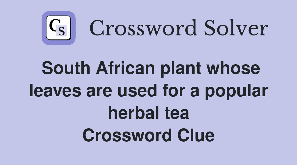 South African plant whose leaves are used for a popular herbal tea Crossword Clue