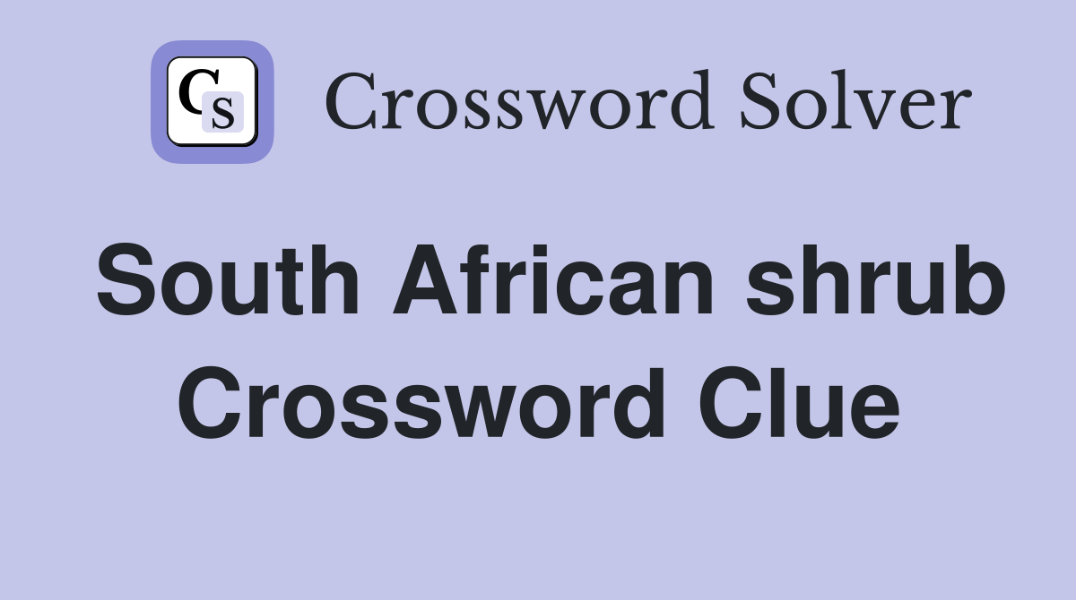 South African shrub Crossword Clue