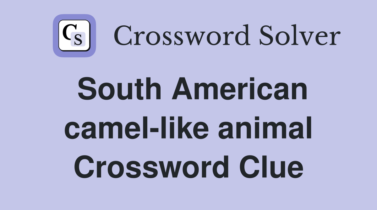 South American camel-like animal Crossword Clue