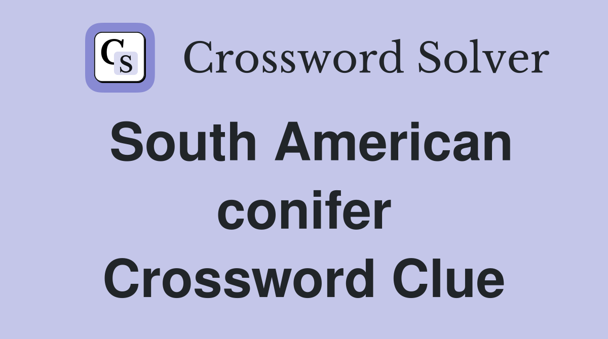 South American conifer Crossword Clue