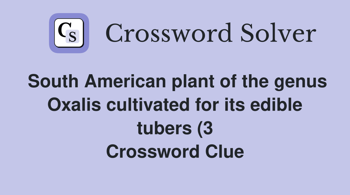 South American plant of the genus Oxalis cultivated for its edible South American plant of the genus Oxalis cultivated for its edible