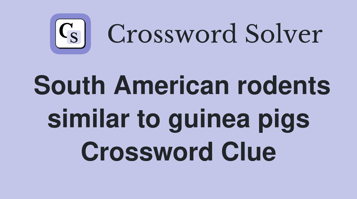 South American rodents similar to guinea pigs Crossword Clue